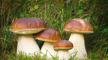 Почему грибы опасны для здоровья: ответ медиков