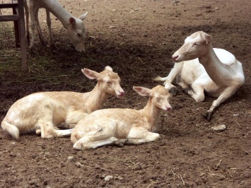 В Одесском зоопарке родились две белые лани