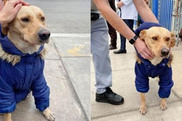 В Перу преданный пес не отходит от больницы, куда попал его хозяин с коронавирусом