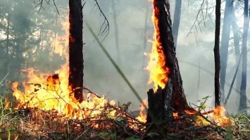 В Сибири горит 1,7 млн га леса - Greenpeace