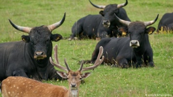 Охрана природы по-немецки: быки и коники вместо танков (фото)