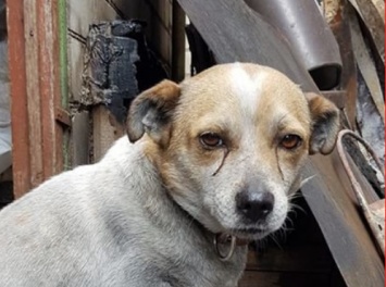 В Луганской области во время пожара чудом спасся дворовый пес «Пончик», - ФОТО