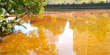 В Химках после разлива нефтепродуктов погибли краснокнижные сомы
