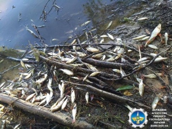 Недалеко от базы отдыха в Харьковской области зафиксировали масштабный мор рыбы (фото)