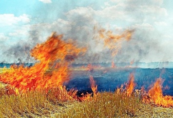 «Огненную жатву» устроили дети на поле пшеницы на Харьковщине (ФОТО)