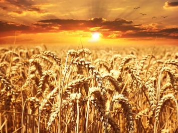Аграрии Крыма уже собрали 500 тысяч тонн зерна, - Гоцанюк