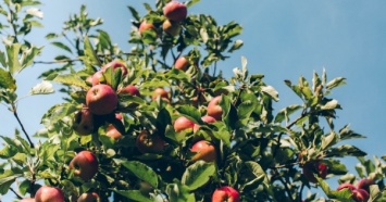 В Украине начался сбор ранних яблок: садоводы объявили новые цены