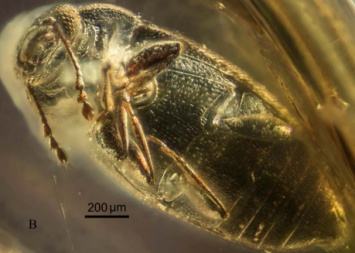 В куске ровенского янтаря ученые нашли новый вид ископаемого жука возрастом около 40 миллионов лет