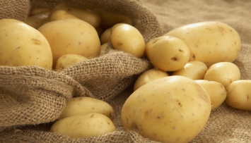 Картофелеводство планируют включить в программу господдержки