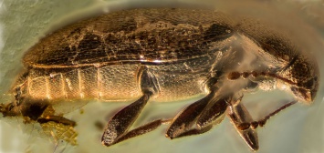 Российские ученые обнаружили в янтаре неизвестный вид жуков