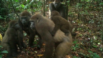 На грани исчезновения: в Нигерии сфотографировали горилл с детенышами