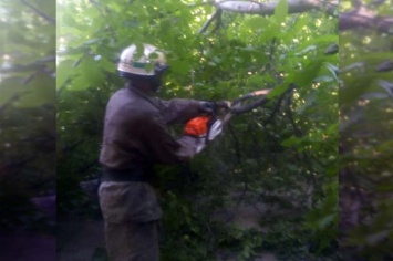 Упавшее дерево заблокировало движение транспорта: на месте работали спасатели