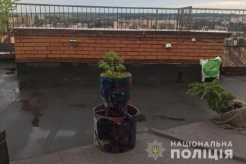 На крыше тернопольской многоэтажки нашли лаундж-зону с кустами конопли - фото