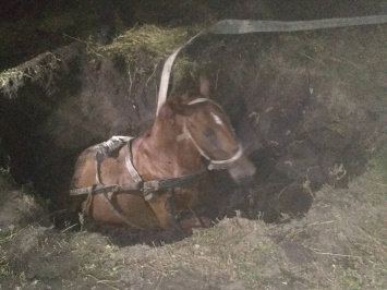 На Николаевщине лошадь упала в заброшенный колодец