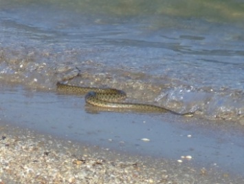 На пляже отдыхающих напугала огромная змея (фото, видео)