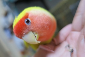 Под Запорожьем разыскивают хозяев попугая-неразлучника, который залетел в чужой дом (ФОТО)