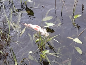 В реке Молочной обнаружили тонны мертвой рыбы
