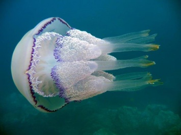 Сомнительное лечение: на курортах Азова проводят "обтирание медузами" (ВИДЕО)