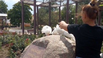 В Феодосии активизировались фотографы с голубями