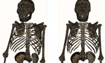 Ученые воссоздали фигуру Homo erectus