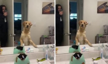 Собака увидела себя в зеркале во время игры в прятки - реакция сделала ее "звездой"