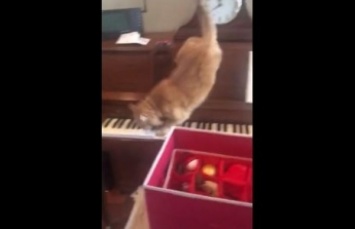 Кот случайно упал на пианино - его реакция заставила смеяться всех, видео