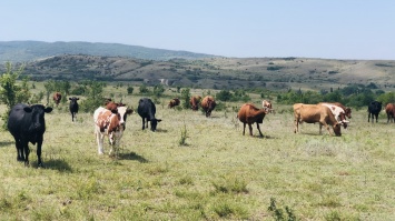 Ветеринары обнаружили в Белогорском районе коров без регистрации