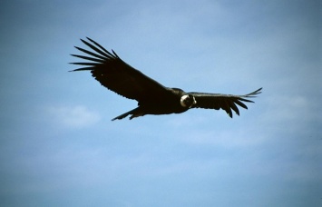 Пролетел 160 км без единого взмаха крыльями: ученые рассказали о кондоре-рекордсмене