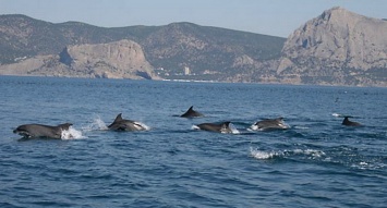 В Крыму нашли детенышей дельфинов с ножевыми ранениями