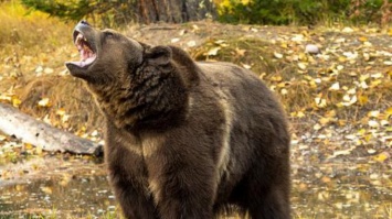 Разъяренный медведь избил американца до полусмерти (фото)
