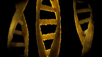 Научная сенсация: ученые полностью "расшифровали" человеческую Х-хромосому