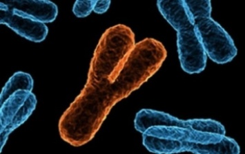 Ученые впервые полностью расшифровали Х-хромосому человека
