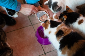 В Украине может наступить дефицит кормов для кошек и собак - бизнес-сообщество обратилось к Зеленскому