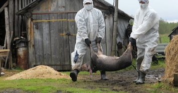 В России нашли вирус африканской чумы свиней