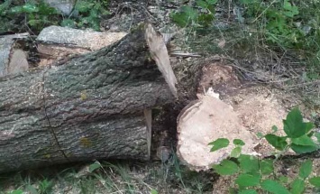 В Малиновке вырубили деревья, инцидент расследует полиция