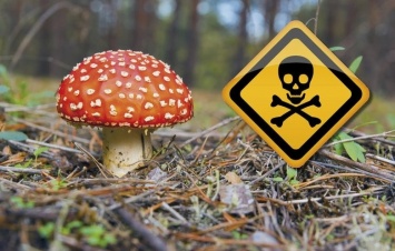 На Днепропетровщине зарегистрировали 3 случая отравления грибами