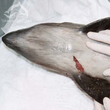 В Крыму на побережье обнаружили мертвых детенышей дельфинов