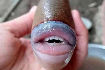 Сфотографирована рыба с губами и ртом, которые напоминают человеческие