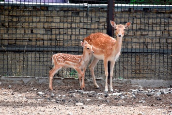 В Одесском зоопарке подрастают малыши. Недавно детеныш появился и у белой лани
