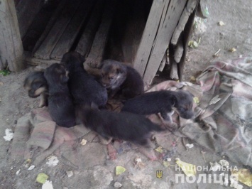 На Николаевщине мужчина украл 6 щенков и мопед, теперь ему грозит 8 лет тюрьмы (ФОТО)