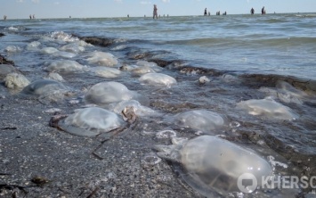 Популярный херсонский курорт Генгорка: аномально теплое море, сотни мертвых медуз и полное игнорирование карантина - фото
