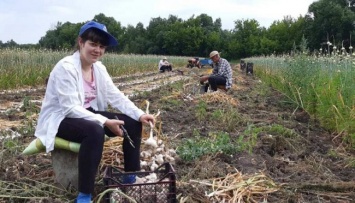 В Одесской области фермеры объединились для оптимизации продаж чеснока