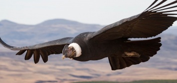Названа птица, способная пролететь 172 км без взмаха крыльев