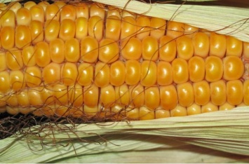 Неприятные факты о кукурузе, о которых мало кто знает