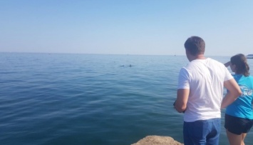 На одесском пляже застряли шесть дельфинов