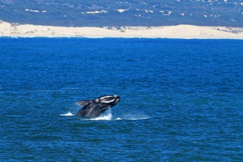 Северные гладкие киты оказались на грани исчезновения