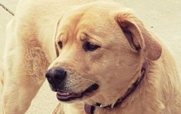 В США пропавшая собака нашлась спустя несколько дней в другом штате
