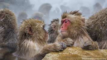 Ученые установили: обезьяны и люди думают похоже
