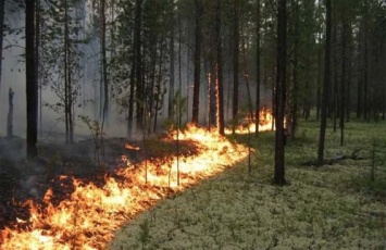 Спасатели призывают николаевцев не провоцировать пожары в экосистемах