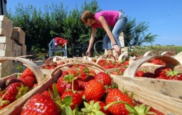 В Польше на ферме украинские заробитчане заболели COVID